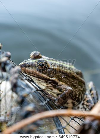 Frog Is Sitting On Fishing Nets. The Net Of A Fisherman. Frog In The Pond.frog Is Sitting On Fishing
