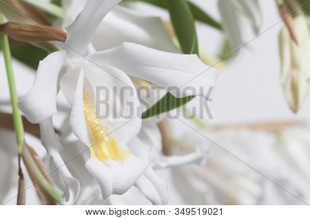 Flowers Of Coelogyne Cristata Orchid, Close Up Shot