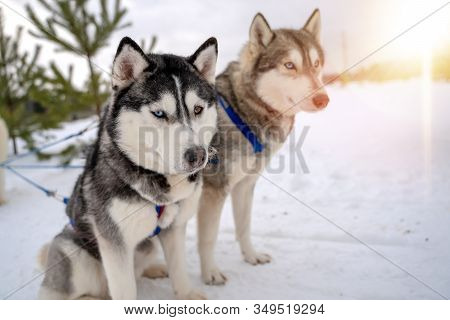 Siberian Husky Sled Dog Racing. Mushing Winter Competition. Husky Sled Dogs In Harness Pull A Sled W
