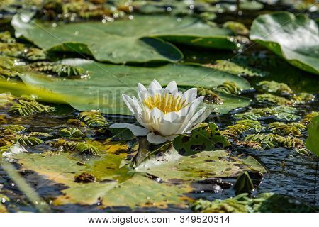 Beautiful White Water Lily And Green Liliy Pads On The Water, Delta Dunarii, Danube Delta, Romania