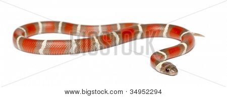 Milk Snake, Lampropeltis triangulum nelsoni, against white background