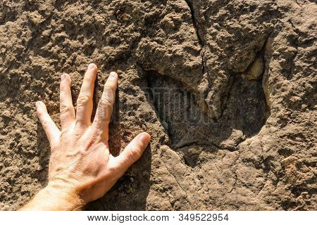 Males Hand Next To A Ancient Dinosaur Footprint