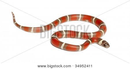 Milk Snake, Lampropeltis triangulum nelsoni, against white background