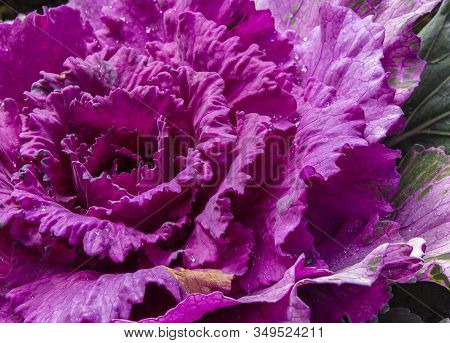 Purple Ornamental Cabbage At The Garden. Acephala Group Kale.