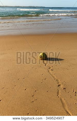 Green Coconut Laying On Beach Near The Waves
