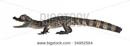 Caiman spectacled, Caiman crocodilus เรียกอีก อย่างว่าเป็นไวท์ Caiman หรือทั่วไป Caiman, ol 2 เดือน