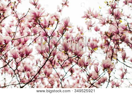 Flowering Magnolia Liliflora Tree In The Spring