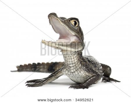 Caiman spectacled, Caiman crocodilus เรียกอีก อย่างว่าเป็นไวท์ Caiman หรือทั่วไป Caiman, ol 2 เดือน
