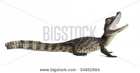 Caiman spectacled, Caiman crocodilus เรียกอีก อย่างว่าเป็นไวท์ Caiman หรือทั่วไป Caiman, ol 2 เดือน