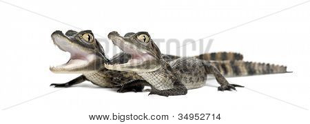 Caimans spectacled, Caiman crocodilus เรียกอีก อย่างว่าเป็นไวท์ Caiman หรือทั่วไป Caiman, o 2 เดือน