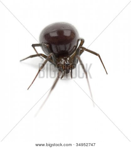 Araignée de la maison commune, Parasteatoda tepidariorum, sur fond blanc