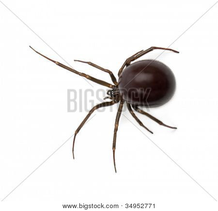 Araignée de la maison commune, Parasteatoda tepidariorum, sur fond blanc