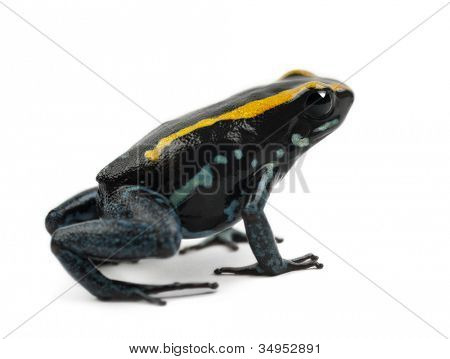 Golfodulcean 毒蛙，Phyllobates vittatus，白色背景