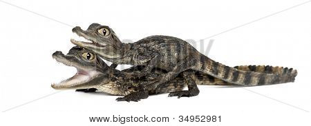 Caimans spectacled, Caiman crocodilus เรียกอีก อย่างว่าเป็นไวท์ Caiman หรือทั่วไป Caiman, o 2 เดือน