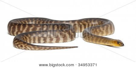 Python, Schwarzkopfpythons Ramsayi, vor weißem Hintergrund