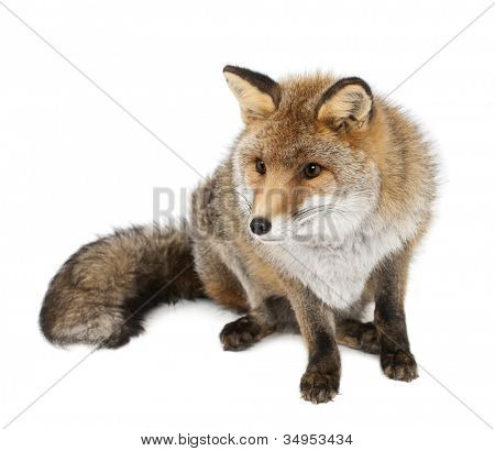Vanha kettu, Vulpes vulpes, 15-vuotias istuu valkoista taustaa vasten