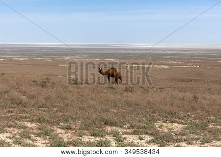 Camels In The Ustyurt Plateau. District Of Boszhir. The Bottom Of A Dry Ocean Tethys. Kazakhstan
