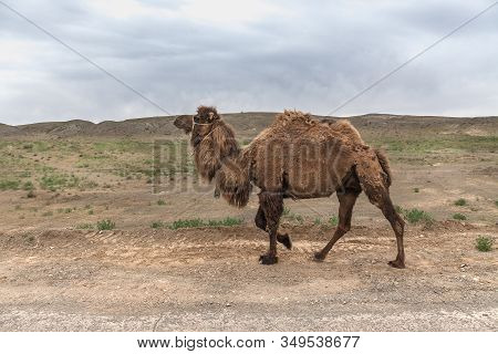 Camels In The Ustyurt Plateau. District Of Boszhir. The Bottom Of A Dry Ocean Tethys. Kazakhstan