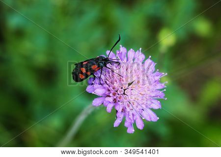 Scabiosa Columbaria, Pincushion Flower In The Summer