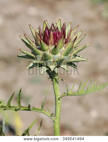 Big Green Flower Of Artichoke In Summer