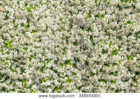 Confederate Jasmine,trachelospermum Jasminoides Or Star Jasmine White Flowers Background With Multip
