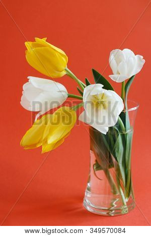 Yellow And White Tulips On A Red  Background Close Up