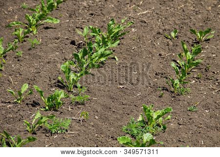 Agricultural Field With Growing Sugar Beets. Beetroot Sprouts
