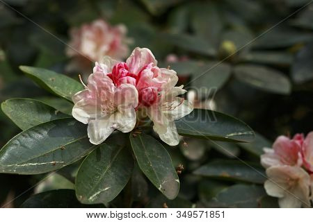 Big Azalea Or Rhododendron In Garden. Season Of Flowering Azaleas (rhododendron) At Botanical Garden
