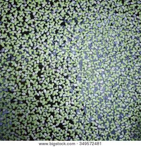 Duckweeds Or Water Lentils Is A Flowering Aquatic Plants. Also Known As Lemnoideae.