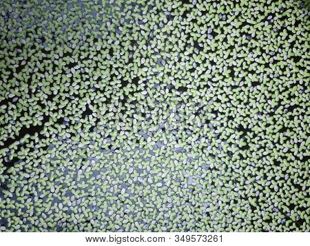 Duckweeds Or Water Lentils Is A Flowering Aquatic Plants. Also Known As Lemnoideae.