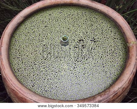 Duckweeds Or Water Lentils Is A Flowering Aquatic Plants. Also Known As Lemnoideae.