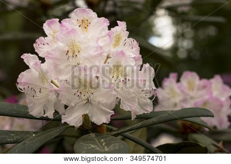Big Azalea Or Rhododendron In Garden. Season Of Flowering Azaleas (rhododendron) At Botanical Garden