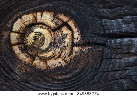 Bright Natural Wood Knot Detail In Brown Texture. Abstract Wooden Background. Beautiful Ancient Roug