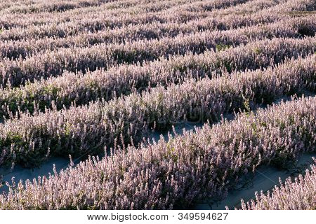 pink purple mesona flowers at farm, Taiwan