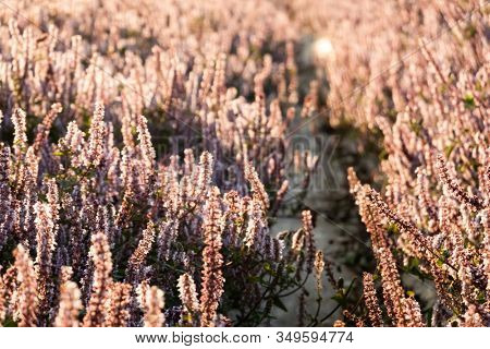 pink purple mesona flowers at farm, Taiwan
