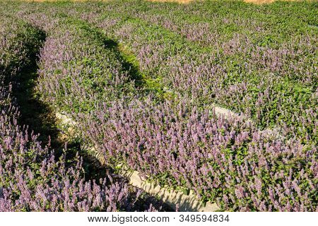 pink purple mesona flowers at farm, Taiwan