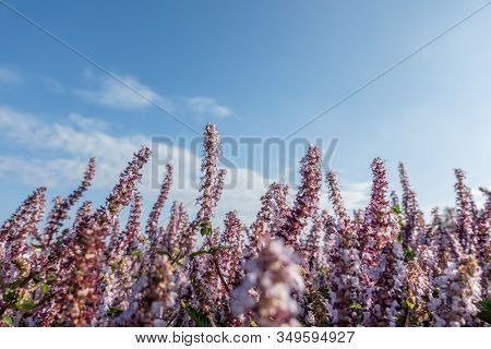 pink purple mesona flowers at farm under blue sky