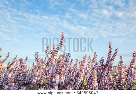 pink purple mesona flowers at farm under blue sky