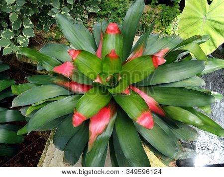 A Close Up Of A Colorful Bromeliad In Garden Setting