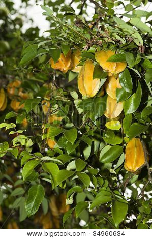 Karambola o Star Fruit Tree