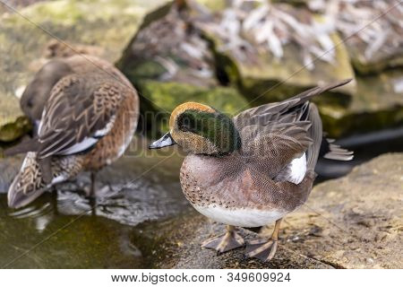 Americam Wigeon. North American Duck  (mareca Americana), Also Called A Baldpate. Male Sitting On Th