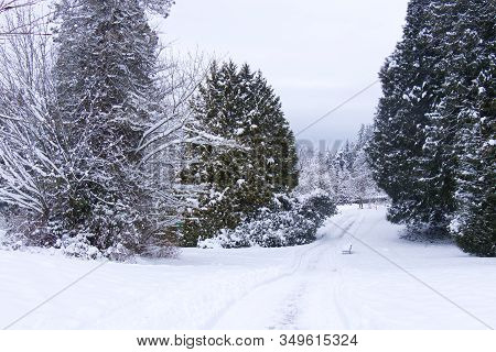 Shakespeare Garden Covered In Snow In Stanley Park. Snowfall And Extreme Cold Weather In Vancouver.