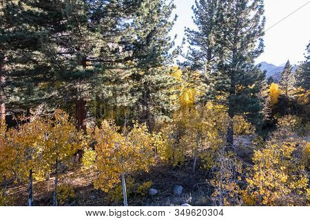 Autumn Forest Scene With Hiking Path With Blue Sky