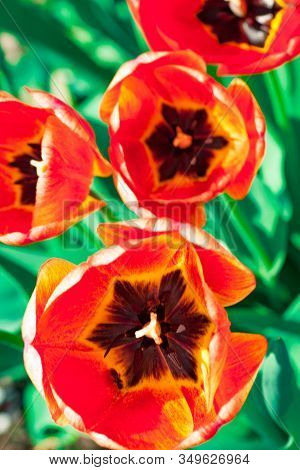 Beautiful Bright Red Tulips In The Photo With A Blurred Background And Soft Focus Trick For Greeting
