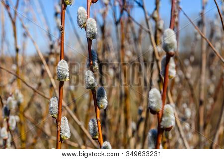 Brunch Of Blossoming Pussywillow On Early Spring