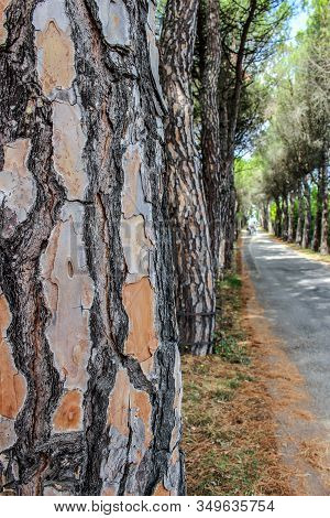 Avenue With Trees Of The Monforte Castle, Campobasso