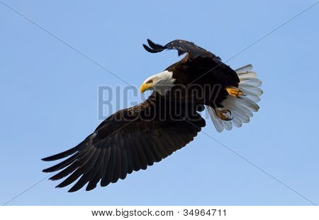 Amerikan kel kartal