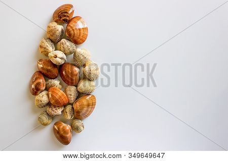 Fresh Clams, Raw Cockles On A White Table. Concept - Clean Monday, Healthy Food, Aphrodisiac; Medite