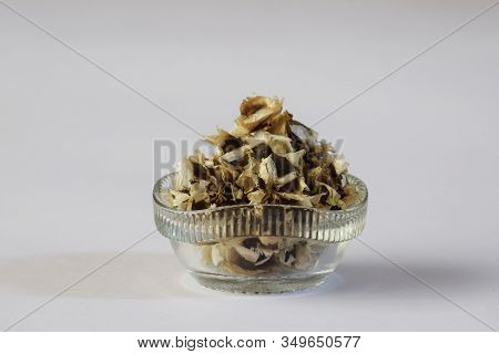 Moringa Oleifera In Transparent Bowl Is Drumstick Seeds Used As Herb In South Asia. Also Known As Ho