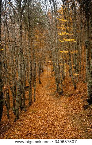 Road In Forest Covered With Leaves In Autumn